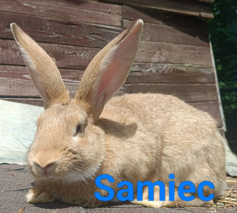 Króliki samiec i samica