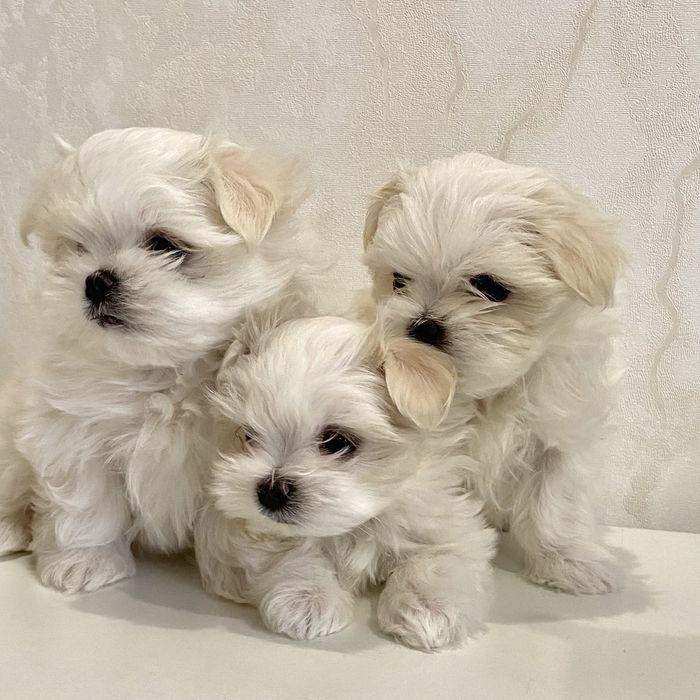 Мальтезе міні. Цуценята