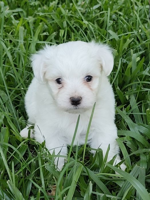 Fêmea Bichon Maltês