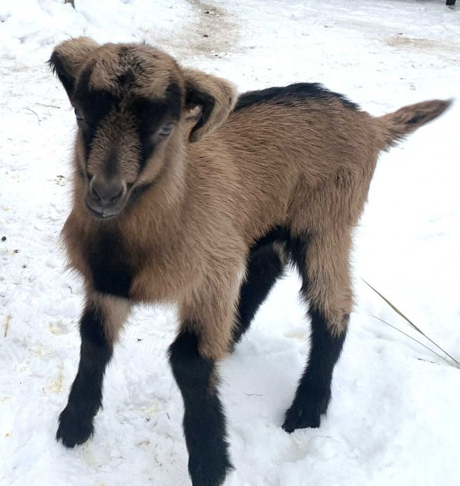 козлик альпійський