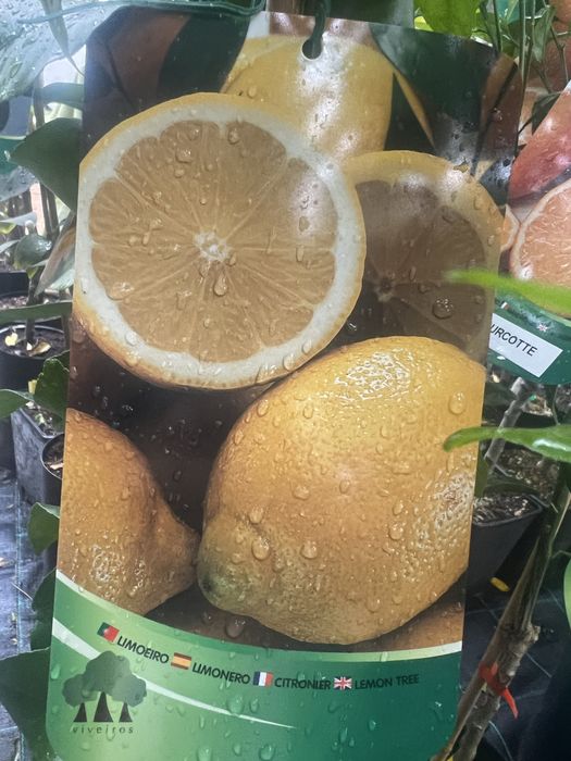 Várias variedade de citrinos