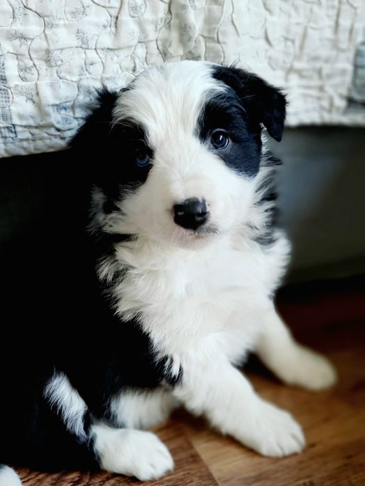Suczka, piesek border collie, szczenię