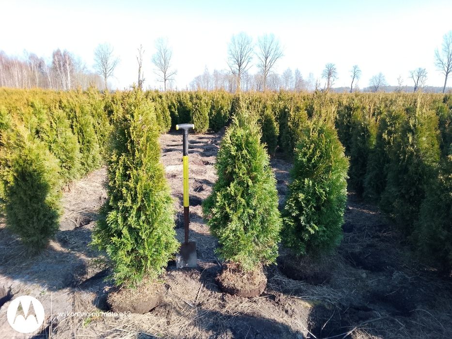 Tuja Szmarmaragd 120-140cm Łebskie Rośliny