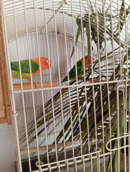 Casal de fhisher  com gaiola e ninho