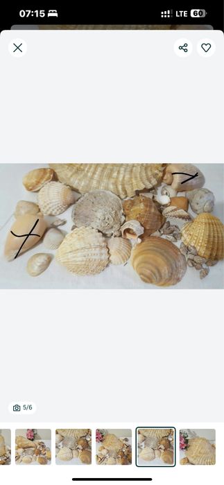 Морські мушлі для декору, для акваріуму