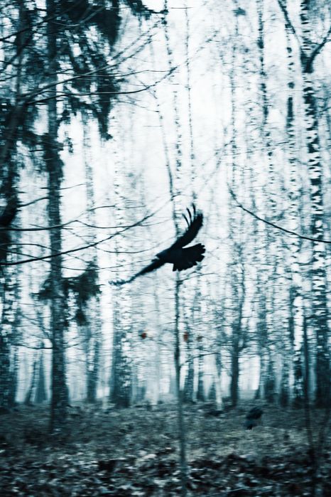 Фотограф (початківець)