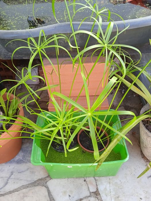 Papiros para Lago e jardim