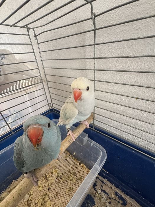 Ring neck , violeta turqueza, violeta palido 2025