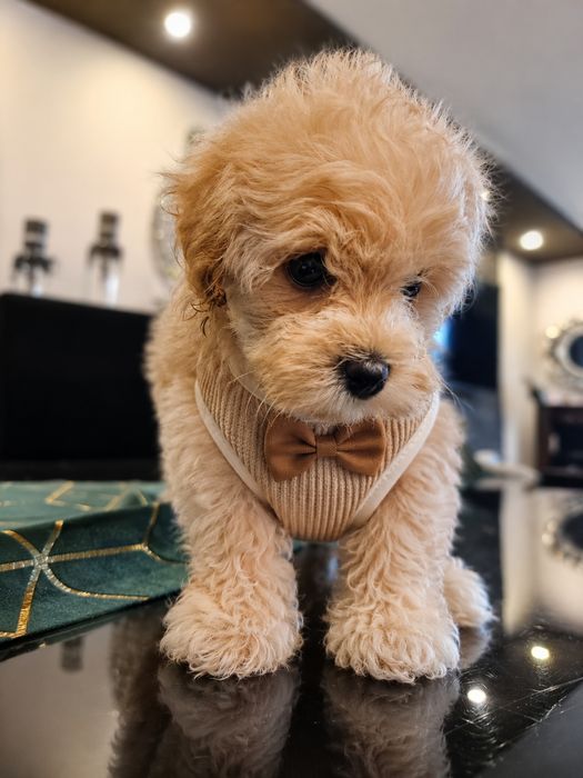 Piesek Maltipoo miniaturka