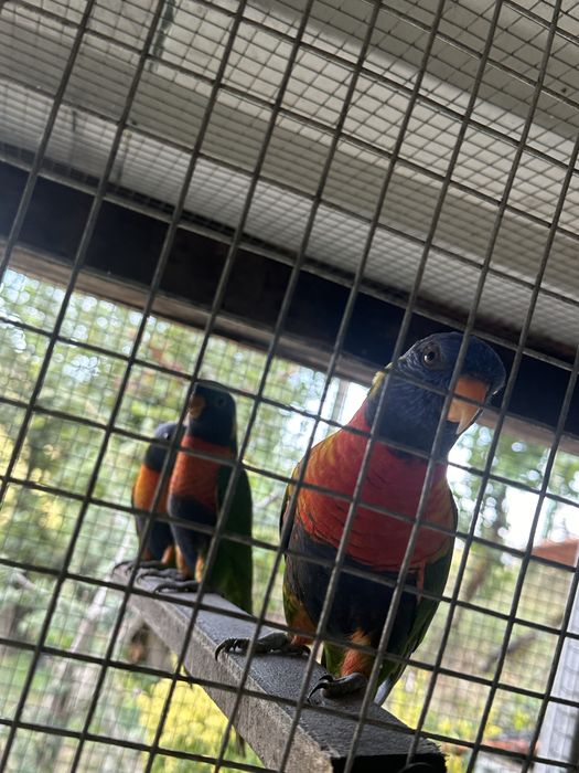 Aves Loris Malucano