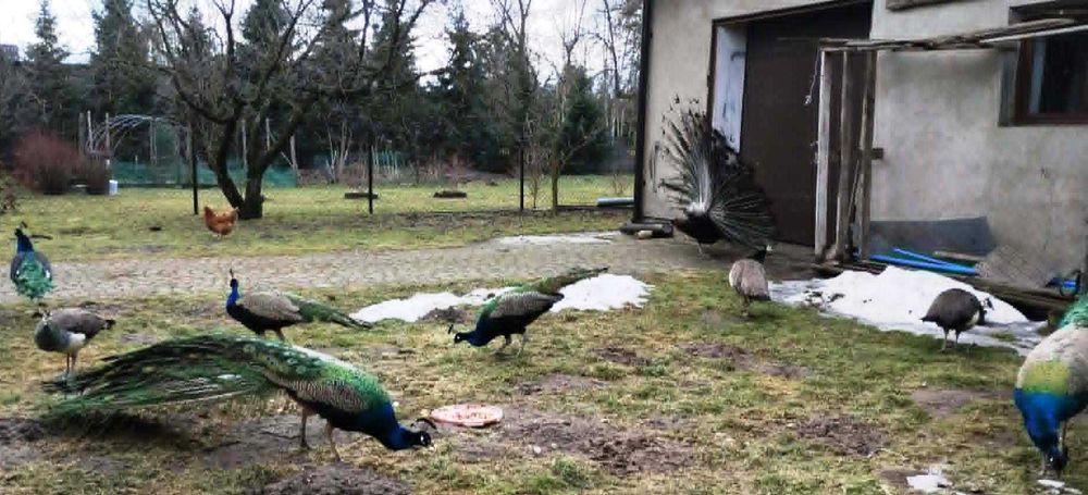 Na sprzedaż piękne pawie