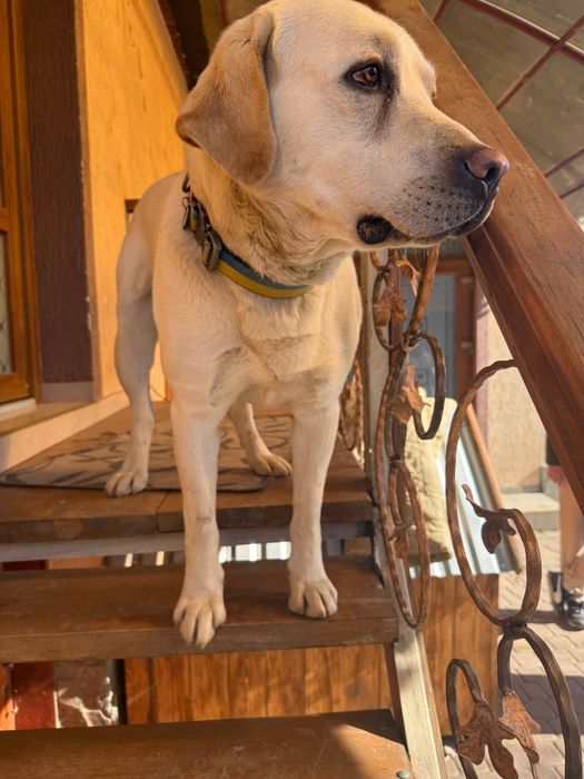 Лабрадор для вʼязки