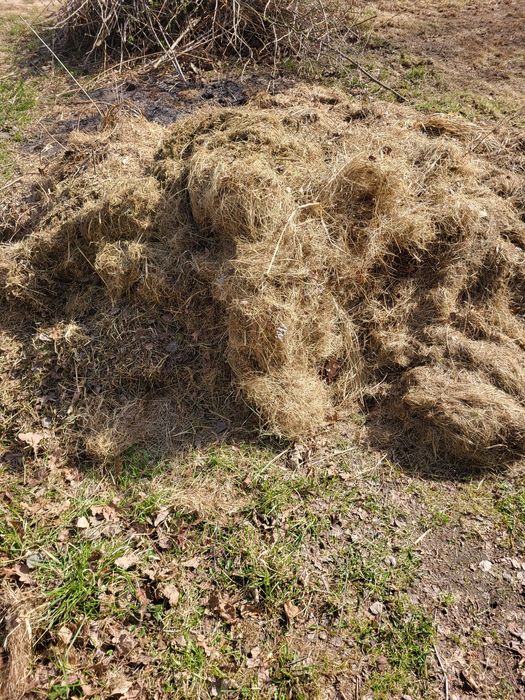 Siano dla królików za darmo