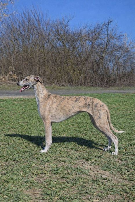 Chart angielski whippet piesek