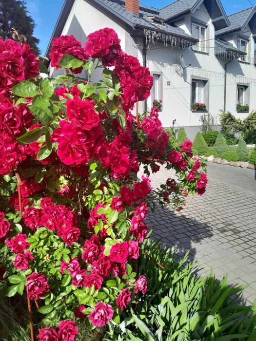 Noclegi , kwatery,pokoje z łazienkami, agroturystyka