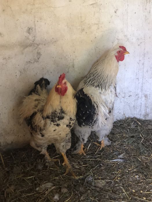 Vendo varios animais