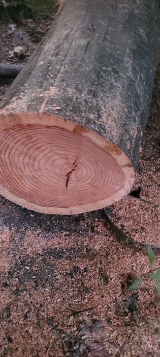 Modrzew kłoda ok. 100cm dlugości