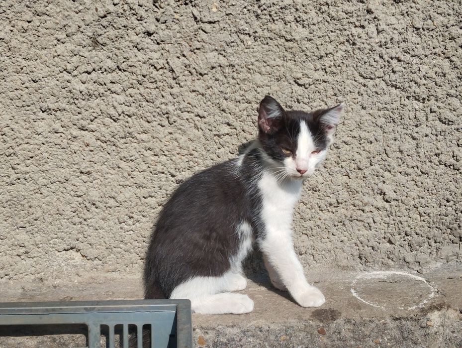 Котенята в добрі руки