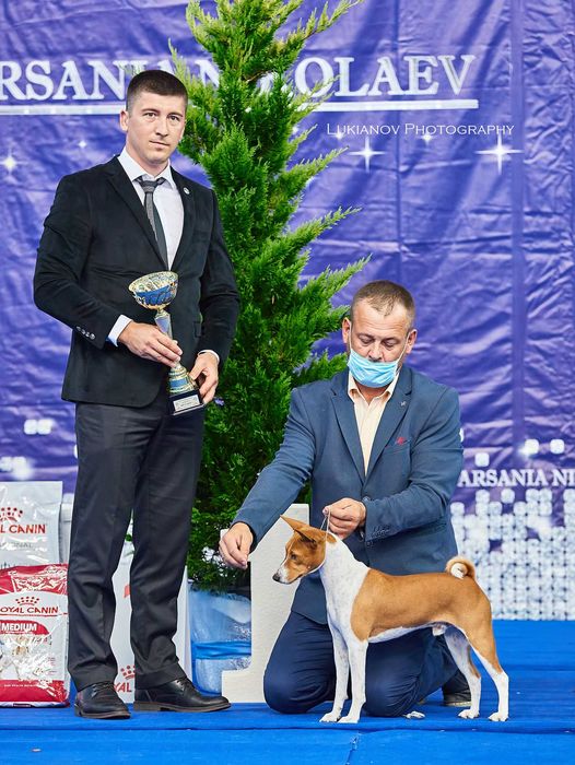 Цуценята  басенджі