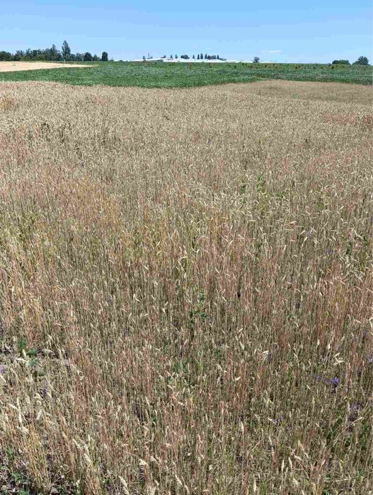 Продам земельну ділянку в с. Пилипча. Під забудову