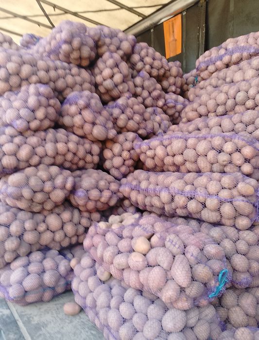 Продам Чернігівську картошкуртошку розовних та білих сортів