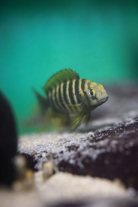 Tropheus Kalemie f1, ciclideos africanos, lago tanganyika