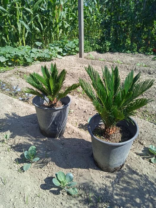 Vendo sicas  bonita para jardim