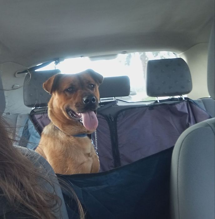 Miúda gira de porte médio para adoção