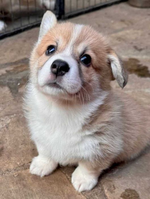 Малюки коргі 2 місяці