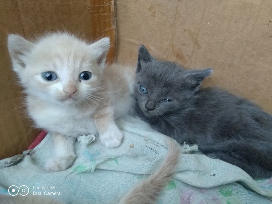 Отдам котят в добрые,хорошие руки.