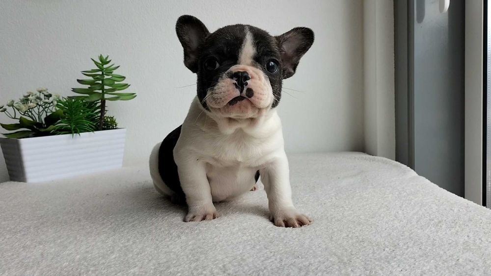 Bouledogue Francês macho com LOP (Pedigree) e Afixo