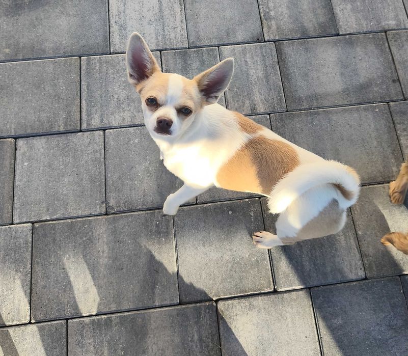 Chihuahua krótkowłosa suczka 8 miesięcy