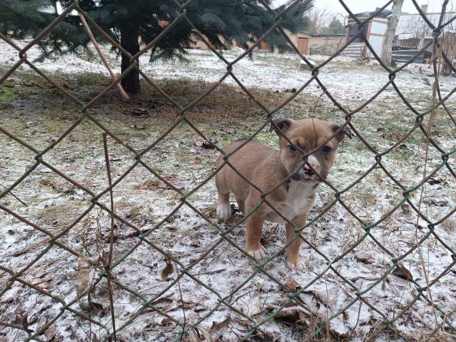 Віддам у добрі руки цуценят