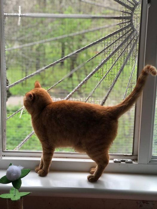 Котик Рудик бесплатно