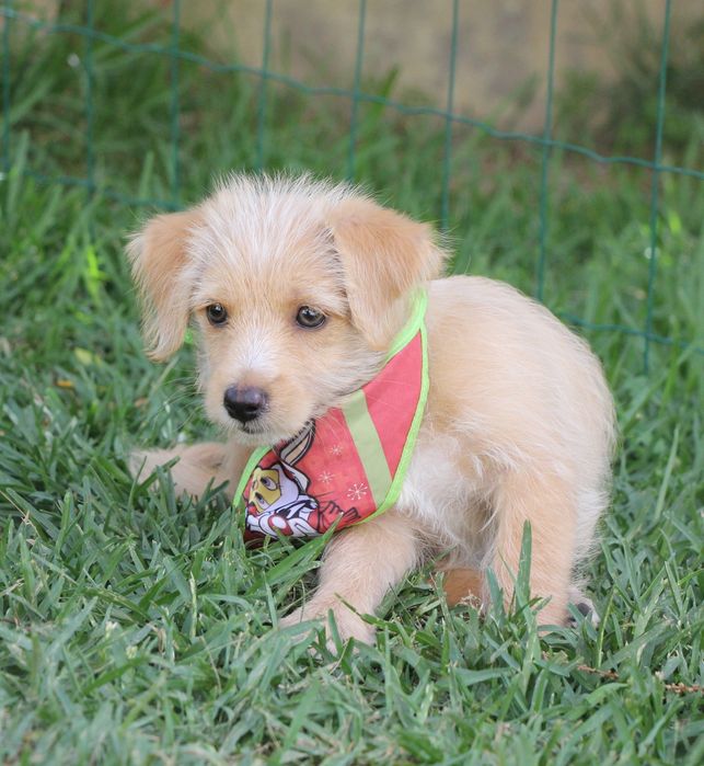 Cachorro 3,5 meses - Braga