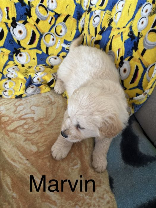 Piękny piesek golden retriever do odbioru