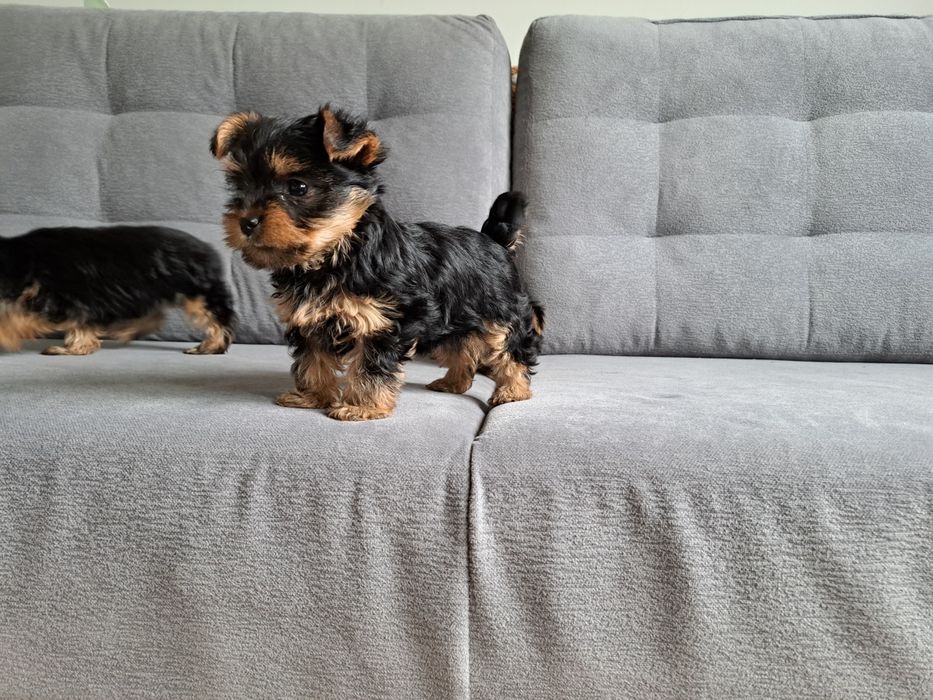 York  Yorkshire terrier  piesek  mały