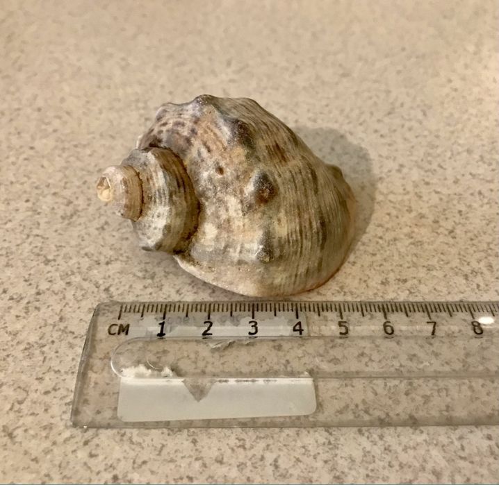 Ракушки разные/мушлі різні