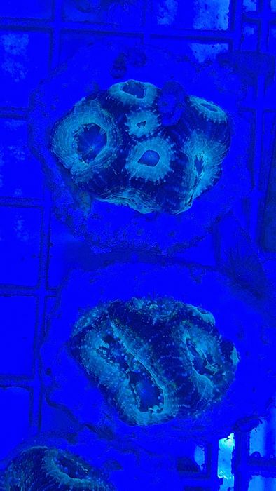 Acanthastrea Bowerbanki