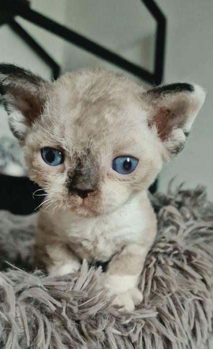 Devon rex - do  hodowli