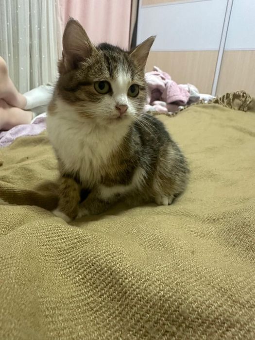 Кошеня мініатюрних розміріа