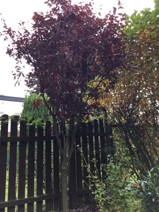 Śliwa wiśniowa drzewko owocowe