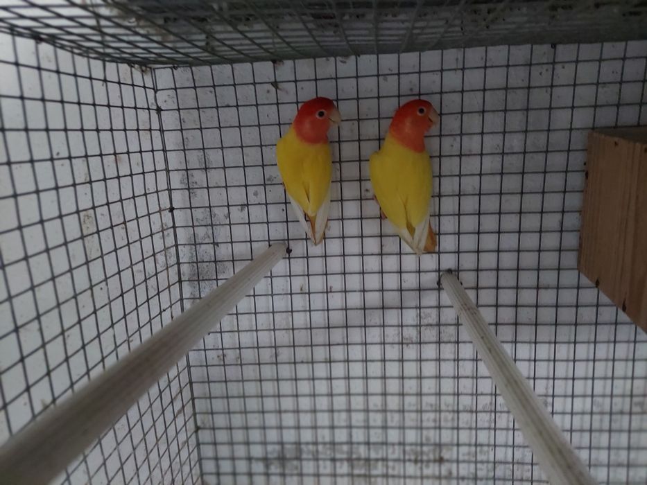 Agaponis rosicollis para acabar de criar a mão