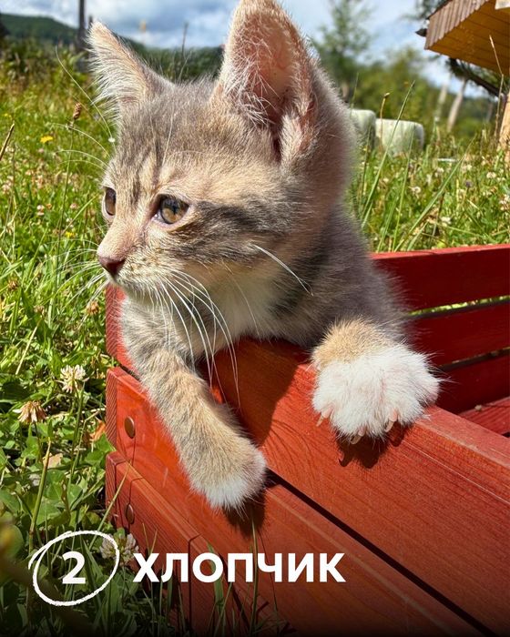 Кошенята (2 хлопчика, 1 дівчинка) шукають дім