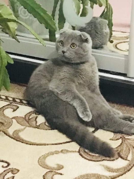 Висловухий кіт для вʼязки