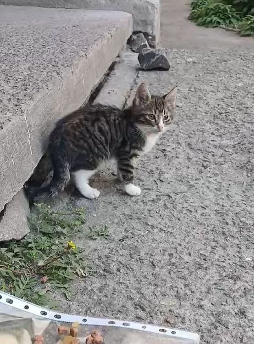 красиве маленьке  кошеня 2, 5 міс