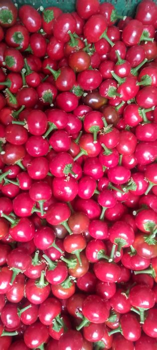 Papryka ceresniowa ostra 1kg