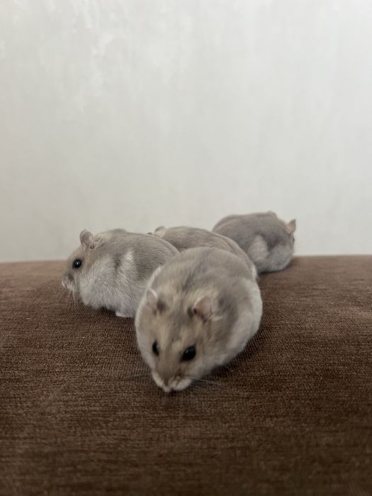 Продаю Джунгарських хомячків.