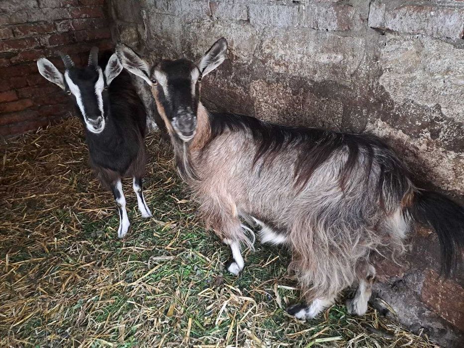 Продаються кози закарпатської породи!!!