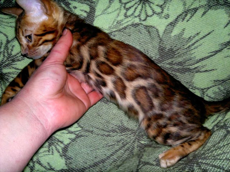 Яскравий бенгальчик для люблячої родини